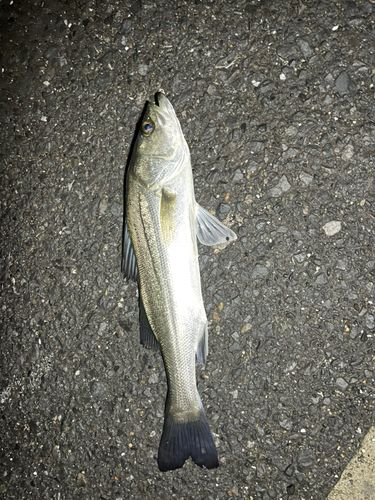 セイゴ（マルスズキ）の釣果