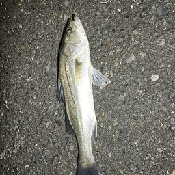 セイゴ（マルスズキ）