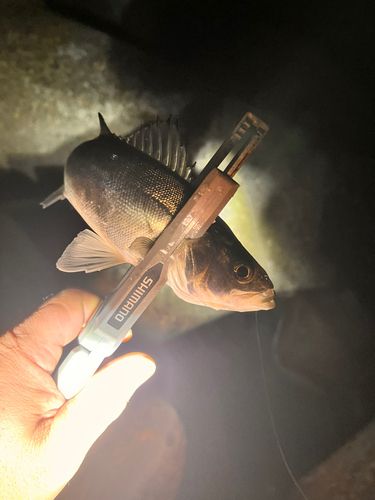 セイゴ（マルスズキ）の釣果