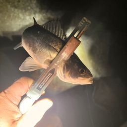 セイゴ（マルスズキ）