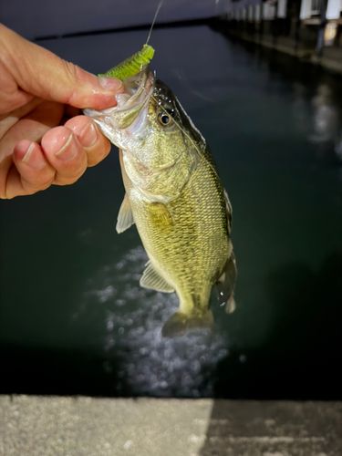 ラージマウスバスの釣果