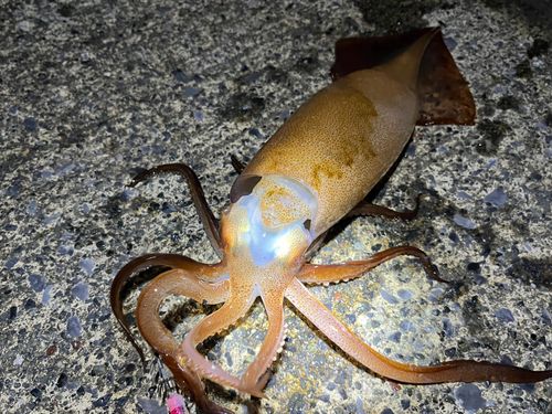 三陸海岸（岩手）