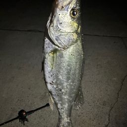 セイゴ（ヒラスズキ）