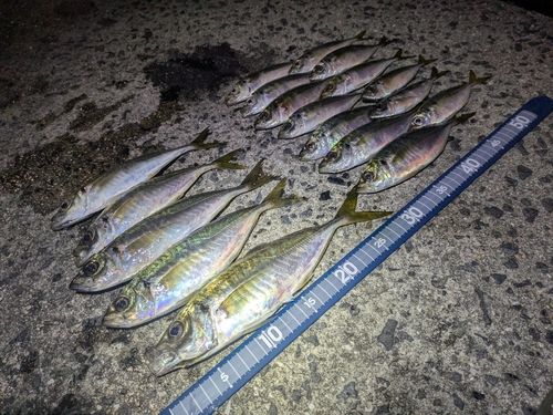 アジの釣果
