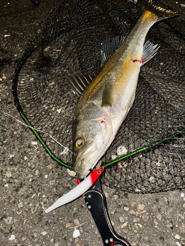 スズキの釣果