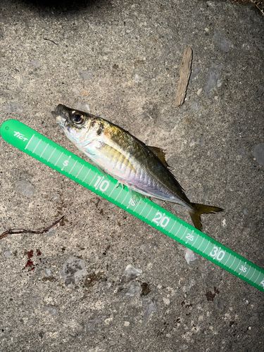 マアジの釣果