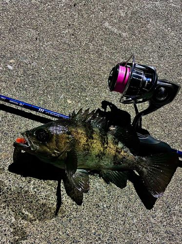 メバルの釣果