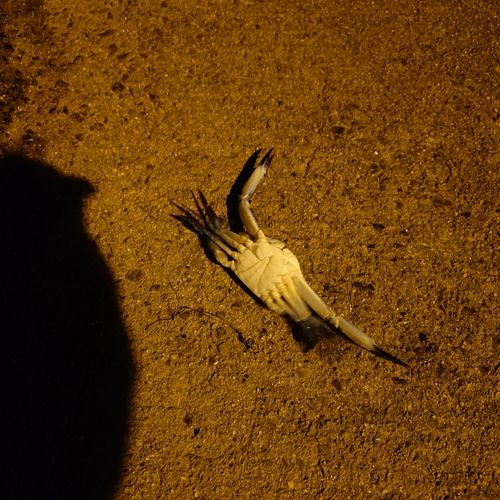 タイワンガザミの釣果