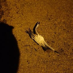 タイワンガザミ