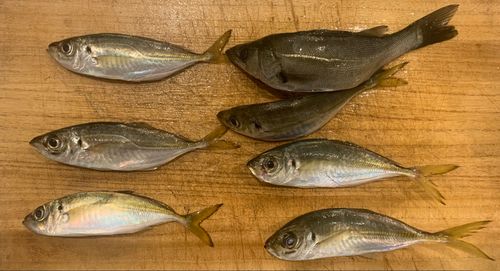 大黒海づり施設