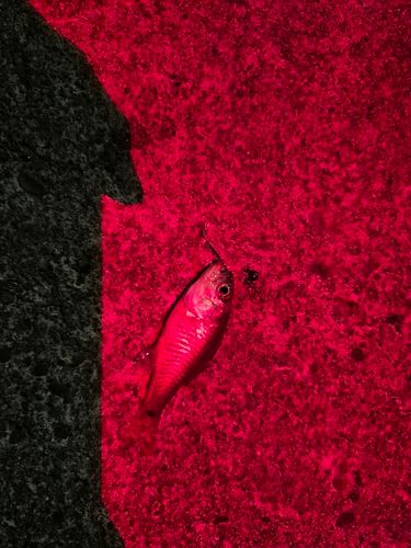 ネンブツダイの釣果