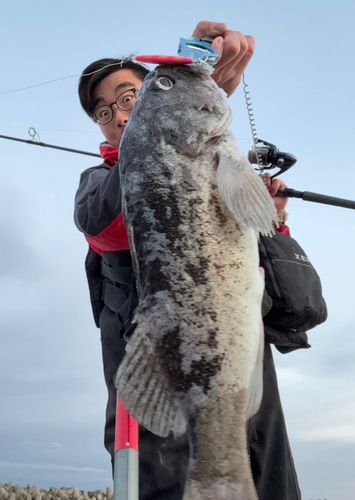 クロソイの釣果