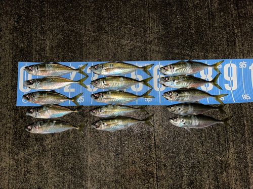 アジの釣果