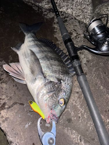 クロダイの釣果