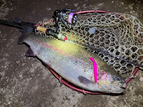 ニジマスの釣果