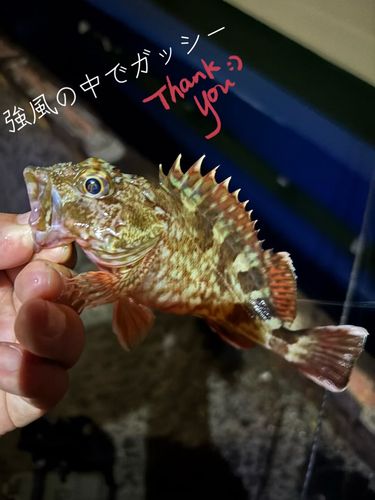 アラカブの釣果