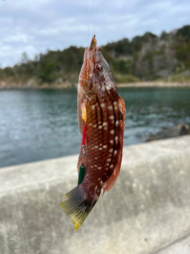 ホシササノハベラの釣果
