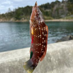 ホシササノハベラ