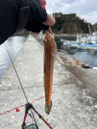 ニシキハゼの釣果