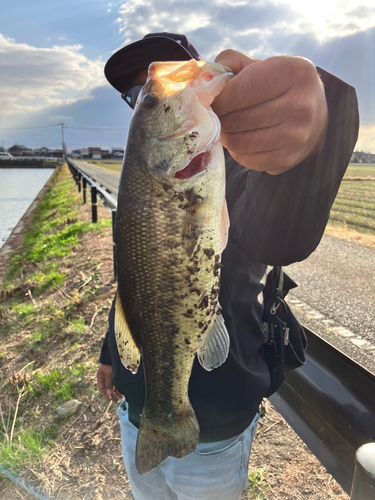 ブラックバスの釣果