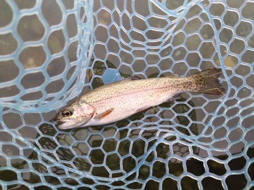 レインボートラウトの釣果