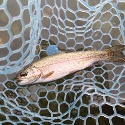 レインボートラウト