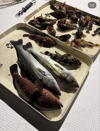 シーバスの釣果