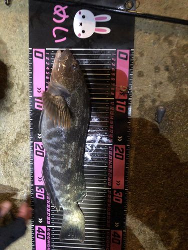 アイナメの釣果