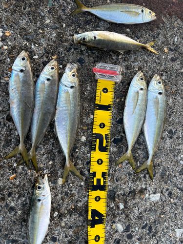 アジの釣果
