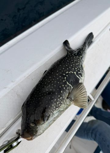 トラフグの釣果