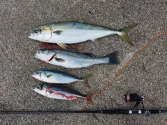 ブリの釣果