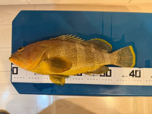 アオハタの釣果