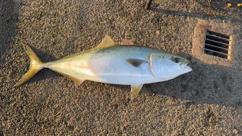 アジュール舞子