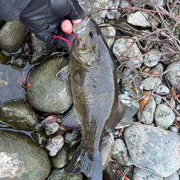 スモールマウスバス