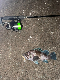 クロソイの釣果