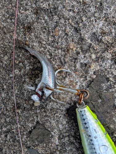 カタクチイワシの釣果