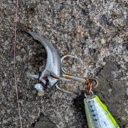 カタクチイワシ