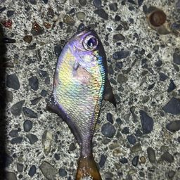 ミナミハタンポ