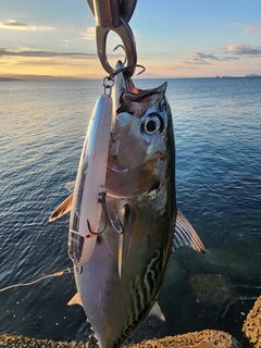 スマガツオの釣果