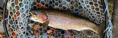 なかがわ水遊園つり池
