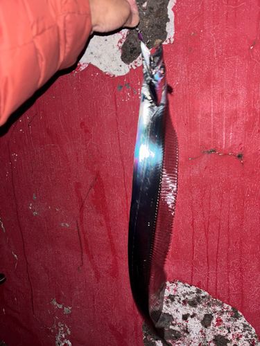 タチウオの釣果