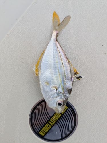 ヒイラギの釣果