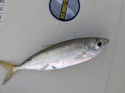 下田港（伊豆半島）