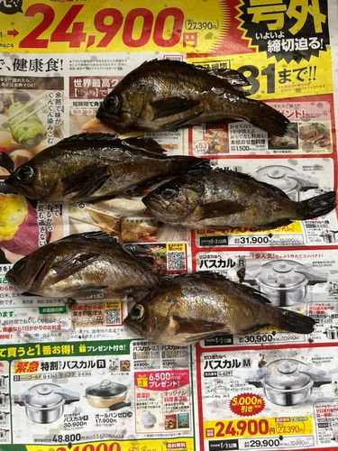 メバルの釣果