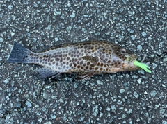 オオモンハタの釣果