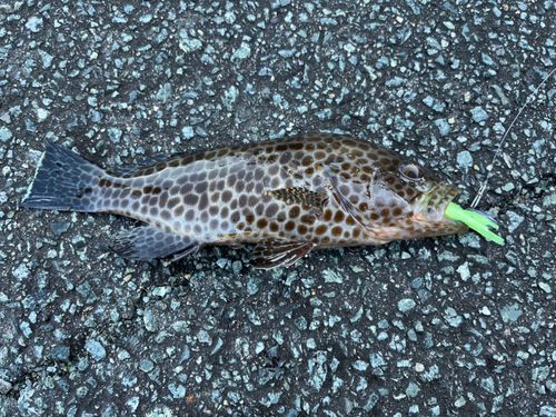 オオモンハタの釣果