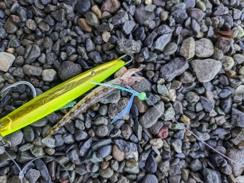 内浦湾（沼津）