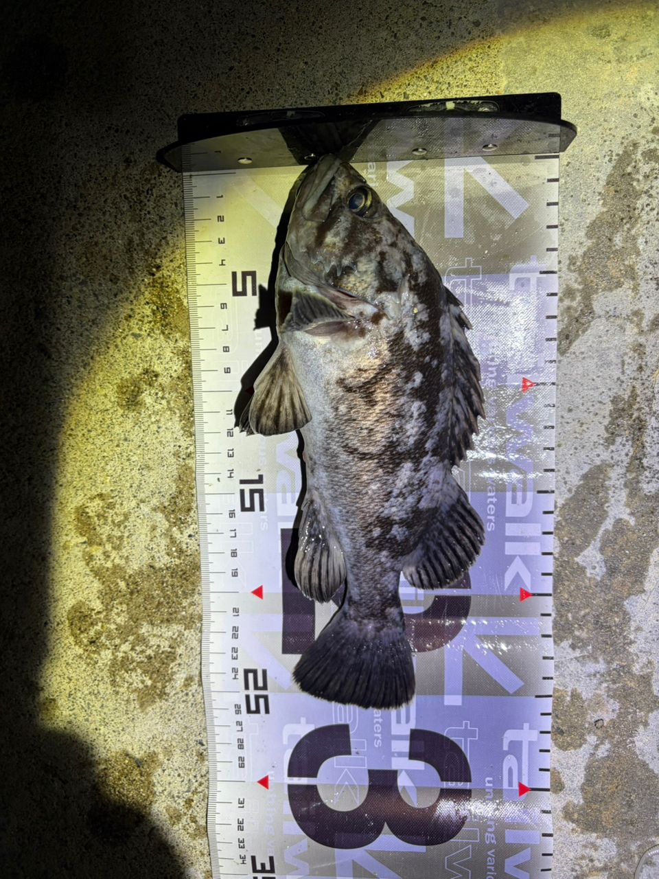 シーズンイン⚫︎期間限定値下げ可応相談⚫︎月下美人メバルセット⚫︎MX74UL-S他 シーズンイン⚫︎期間限定値下げ可応相談⚫︎月下美人メバルセット