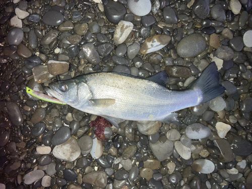 ヒラスズキの釣果