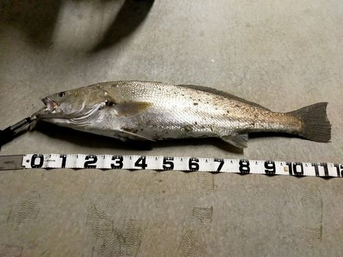 オオニベの釣果